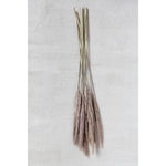 Natural Dried Fountain Grass