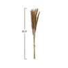 Natural Dried Fountain Grass